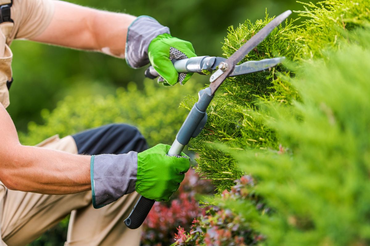 Person pruning hedges outside with gloves